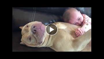 Funny Pitbull and American Bully Videos