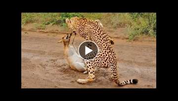 Buck Cries for Help from Cheetah Buck Cries for Help from Cheetah