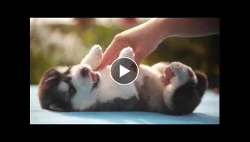Huskies Being Dramatic & Weird For 8 Minutes - Funny and Cute Husky Puppies