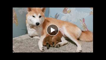 Mommy cries when she is seperated from her pups