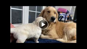 Dog and his cute puppy getting comfy on the bed and playing
