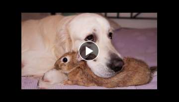 Dog Hugs a Rabbit - Amazing Friendship