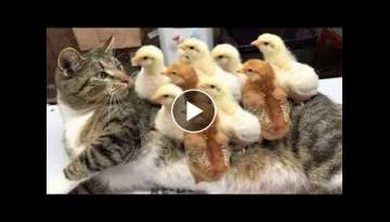Lustige Hunde und Katzen videos Lustige Hunde und Katzen videos