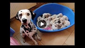 Just Born Puppies Just Born Puppies