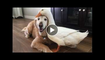 Dog And Duck Are Inseparable Best Friends