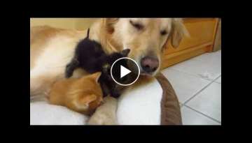 Kitten Sneezing! Two Cute Foster Kittens & Big Golden Retriever Dog - Sitting On, Crawling, Sleep...