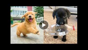 Baby Dogs - Cute and Funny Dog Videos Compilation | Aww Animals