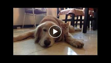 Golden Retriever And Kitten Are Adorable Best Friends Golden Retriever And Kitten Are Adorable Best Friends