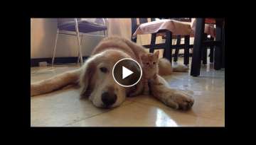 Golden Retriever And Kitten Are Adorable Best Friends