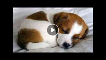 AWW CUTE BABY ANIMALS Videos Compilation Funniest and cutest moments of animals - OMG So Cute AWW CUTE BABY ANIMALS Videos Compilation Funniest and cutest moments of animals - OMG So Cute