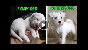 My baby puppy grew up SO FAST! (Cutest dog) My baby puppy grew up SO FAST! (Cutest dog)