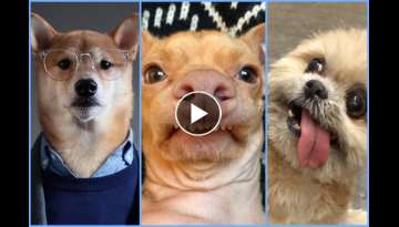 10 Most Famous Dogs of the Internet!