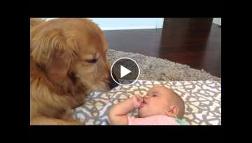 Baby talks to Golden Retriever