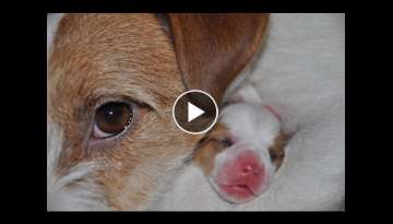 Newborn puppies Jack Russell Terrier. The first hour of puppies' life