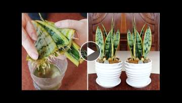 Sansevieria trifasciata helps to sleep well and how to propagate by water for many roots is very ...