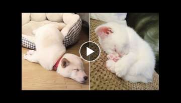 AWW CUTE BABY ANIMALS Videos Compilation Funniest and cutest moments of animals