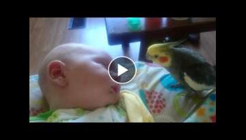 Cockatiel gives kisses and sings to a sleeping baby