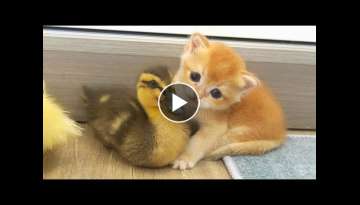 Tiny kittens live with little ducks