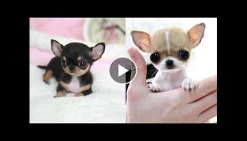 Most Adorable Teacup Chihuahua