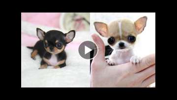 Most Adorable Teacup Chihuahua Most Adorable Teacup Chihuahua