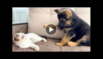 German Shepherd Puppy and Kitten Playing German Shepherd Puppy and Kitten Playing