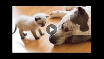 Best Of Dogs Meeting Kittens For The First Time