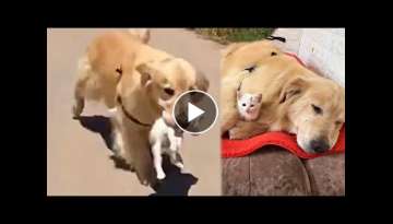 Kind Golden Retriever Saves And Brings Stray Kitten Home