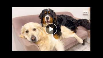 How Big Dogs - Golden Retriever and Bernese Mountain Dog Share a Small Sofa
