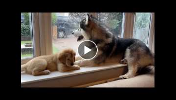 Golden Retriever Puppy And Husky Go Crazy When Left Behind! (CUTEST EVER!!)