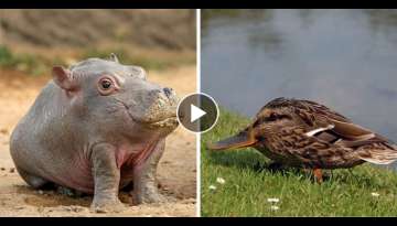 Showing How Animals Will Look Like Without Their Necks (32 Photos)