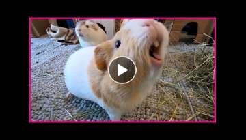 Happy guinea pigs wheeking and squeaking!