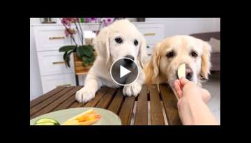Impatient Baby Puppy and Golden Retriever Reviews Food