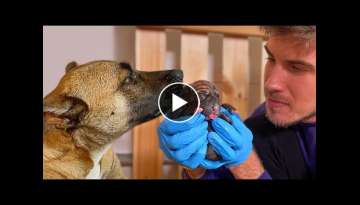 Helping My Pregnant Foster Dog Give Birth To Identical Puppies!