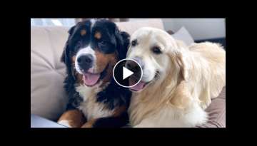 The Golden Retriever Loves to Play with the Bernese Mountain Dog!