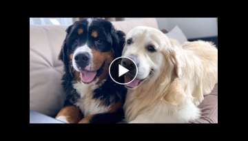 The Golden Retriever Loves to Play with the Bernese Mountain Dog! The Golden Retriever Loves to Play with the Bernese Mountain Dog!