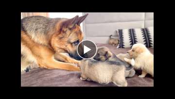 German Shepherd Meets Puppies for the First Time
