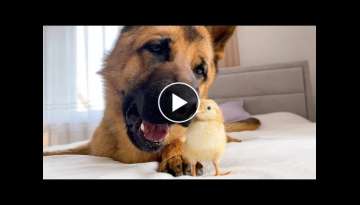 Teaching My German Shepherd Dog Not To Eat Baby Chicken! Teaching My German Shepherd Dog Not To Eat Baby Chicken!
