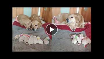 Golden Retriever Parents Adorably Watch Over Their 7 Newborn Puppies