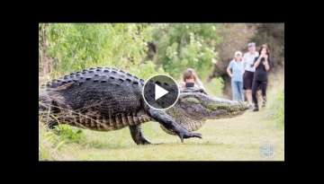 World’s Largest Alligator! “GODZILLA”