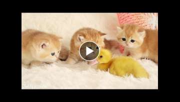 Kittens walk with a tiny Duckling