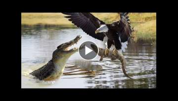 Amazing Spectacle! Mother Crocodile Jump Into The Air To Punish Eagle To Keep Her Baby Safe