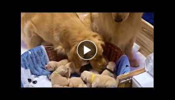 Happy Golden Retriever Dad Excited to Meet Newborn Puppies