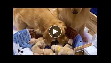 Happy Golden Retriever Dad Excited to Meet Newborn Puppies Happy Golden Retriever Dad Excited to Meet Newborn Puppies