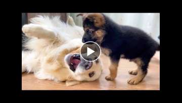 What does a German Shepherd Puppy do when a Golden Retriever doesn't want to play What does a German Shepherd Puppy do when a Golden Retriever doesn't want to play