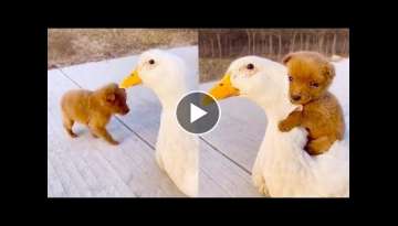20 Best Animal Friendships in the World 20 Best Animal Friendships in the World