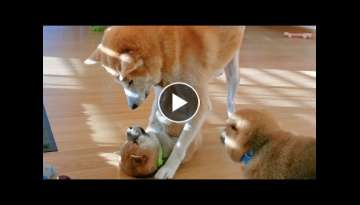 Mom! Pls staph fightin me  Mom! Pls staph fightin me