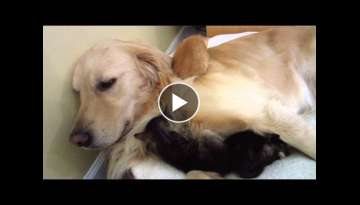 Three Tiny Foster Kittens & Dog - Trying To Drink Milk & Sleeping - 3 Weeks Old