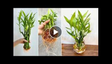 DIY aquatic plant pots from lucky bamboo best ideas for house plants DIY aquatic plant pots from lucky bamboo best ideas for house plants