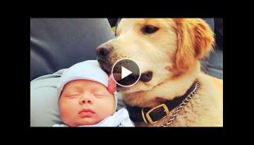 THE MOST LOVING DOG BREEDS In The World THE MOST LOVING DOG BREEDS In The World