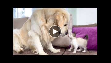 Golden Retriever and Kitten Play for the First Time!